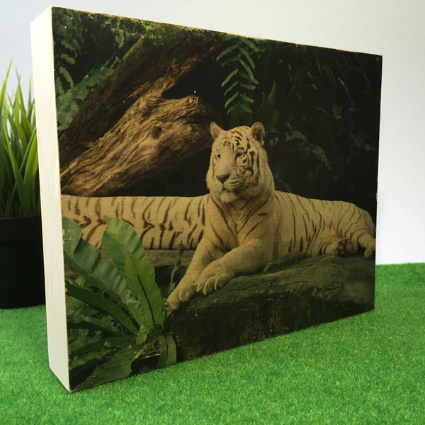 White Tiger From Singapore Zoo