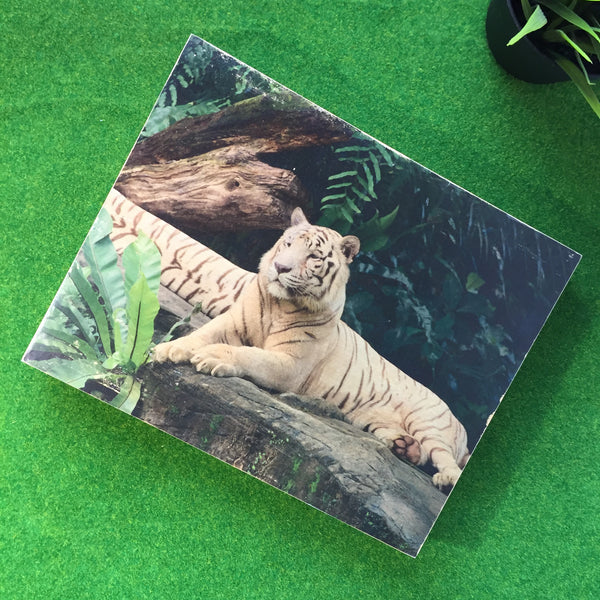 White Tiger From Singapore Zoo